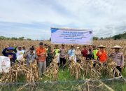 Wujudkan Ketahanan Pangan Berkelanjutan, Petani Binaan PT Vale Panen Jagung Pakan di Tondowolio