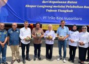 Ekspor Perdana dari Kota Baubau, Ubur-ubur Tembus Pasar Tiongkok