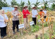 Wakil Wali Kota Kendari Panen Jagung Pakan di Lahan Poktan Sejahtera Mata Air