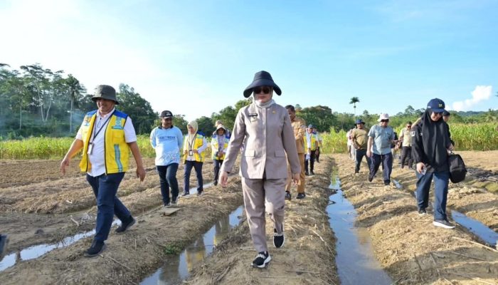 Wali Kota Kendari Dorong Percepatan Tanam Padi di Labibia Usai Rampungnya JIAT