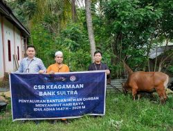 Sambut Idul Adha 1447 H, Bank Sultra Salurkan CSR 23 Ekor Sapi Kurban ke Seluruh Wilayah Sulawesi Tenggara