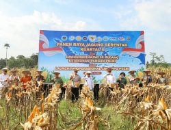 Panen Raya Jagung Kuartal II di Kendari, Pemprov Sultra Perkuat Dukungan untuk Petani