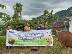 PT Antam UBPN Konawe Utara Salurkan 26 Ekor Sapi Qurban untuk Masyarakat dan Mitra