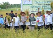 Wali Kota Kendari Dampingi Gubernur Sultra Panen Raya Padi Sawah di Baruga, Tandai Pemulihan Lahan Pertanian Pascabanjir   