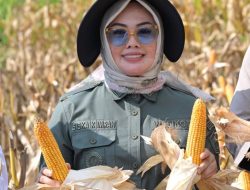 Hadiri Panen Jagung Serentak Kuartal II, Wali Kota Kendari Tegaskan Dukungan Program Ketahanan Pangan Nasional