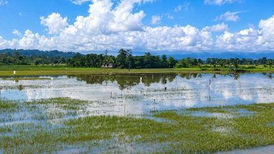 Terendam Banjir, Puluhan Hektare Sawah di Sulawesi Tenggara Gagal Panen