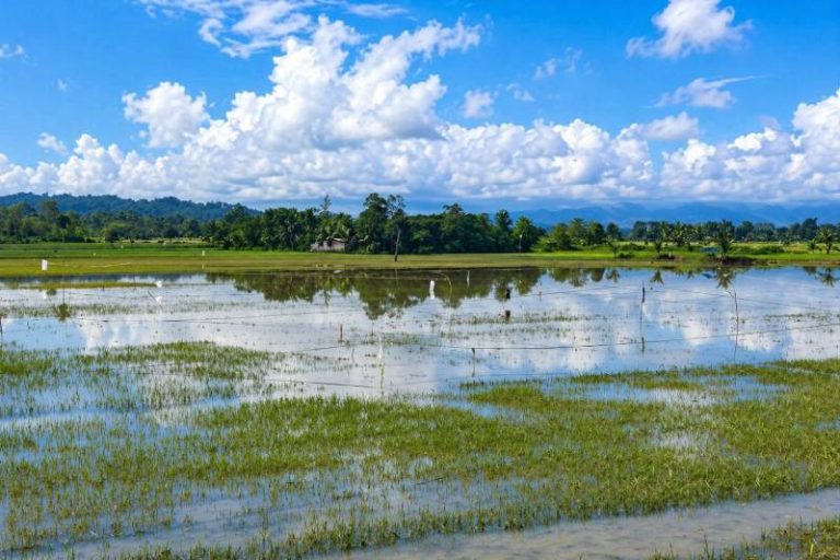 Terendam Banjir, Puluhan Hektare Sawah di Sulawesi Tenggara Gagal Panen